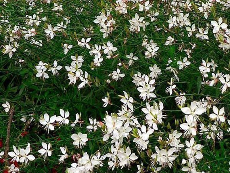 山桃草（千鳥花）